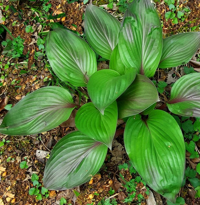 Hosta 'First Blush' P9