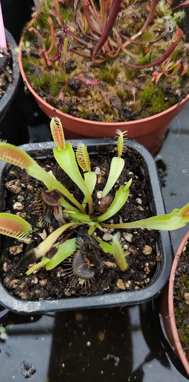 Dionaea muscipula 1955