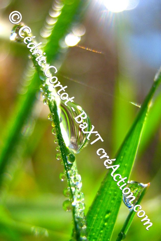 Impression sur alu dibond - Rosée et gouttes de pluie (ref 3485)