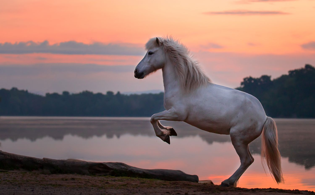 Pferd 1 - Querformat