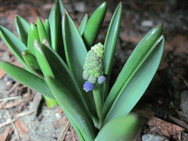 Muscari- 'Mount Hood' 10cm 
