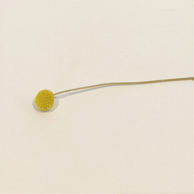 Craspédie séchée – Fleur boule naturelle pour compositions florales graphiques et originales