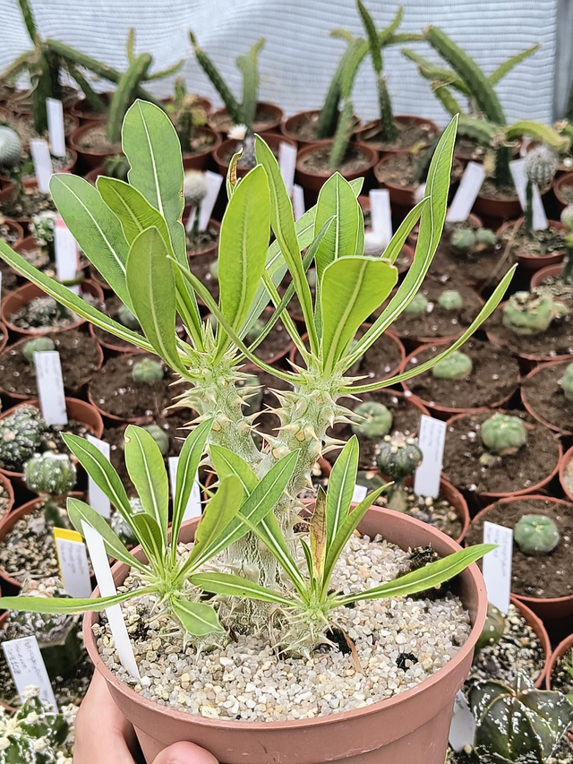 Pachypodium horombense 