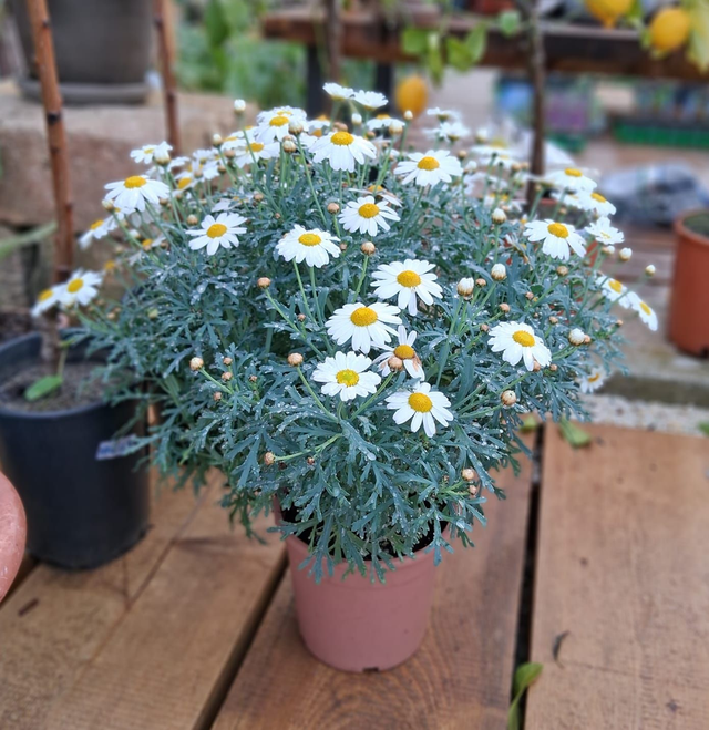 P07 . Margherita bianca