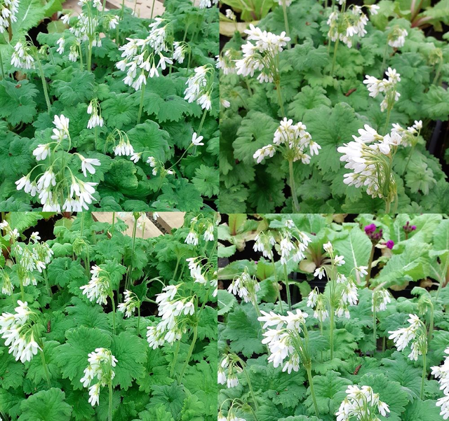 4 X plants of Primula matthioli var alba woodlander garden ready