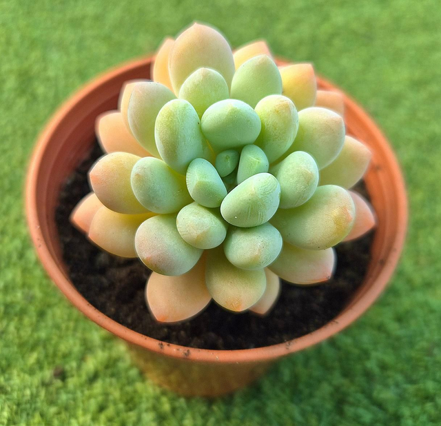 Pachyveria scheideckeri (Jewelled Crown)