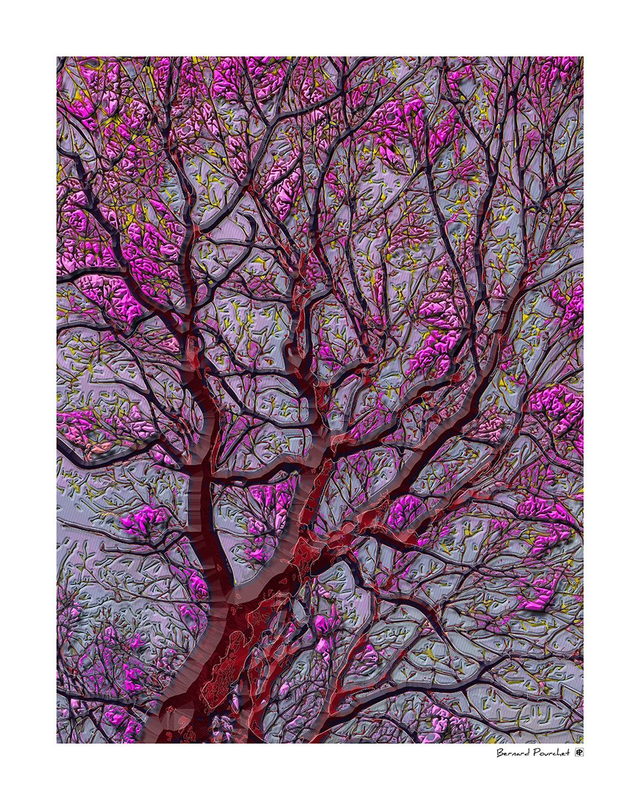 Arb10 - Carpinus Fragilis Malva