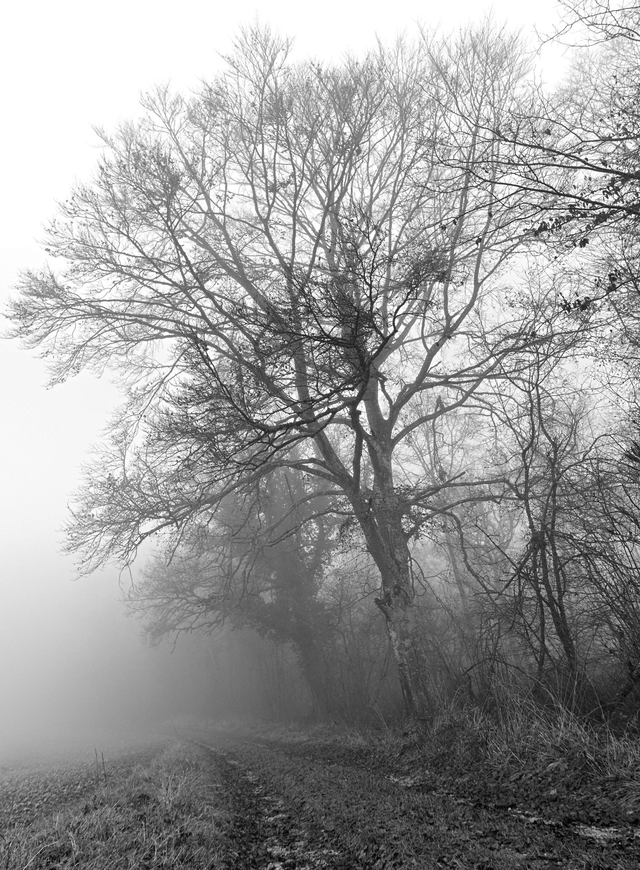 Le chemin dans la brume.
