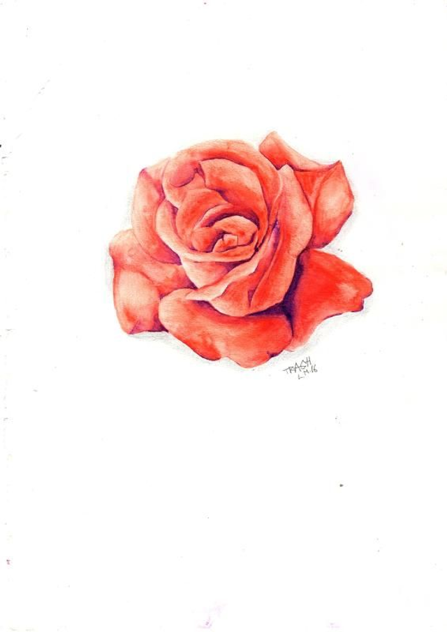 Red Rose Limited Edition Print