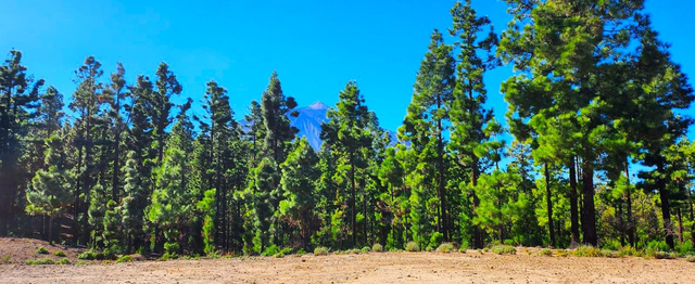 Teide: del Mar a las Nubes