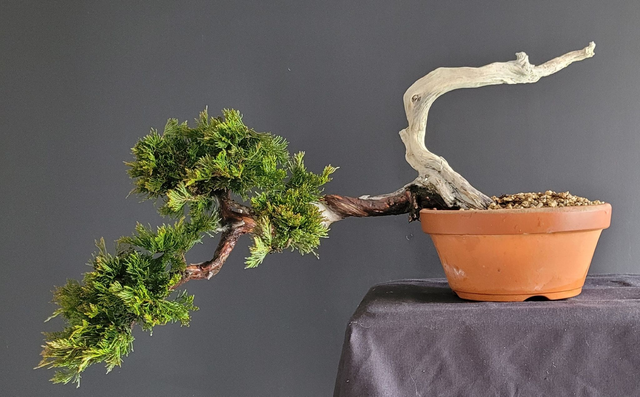 (104) juniperus sabina