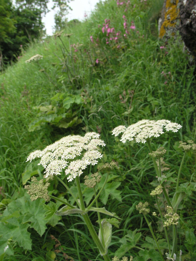 Grande berce (Heracleum sphondylium )
