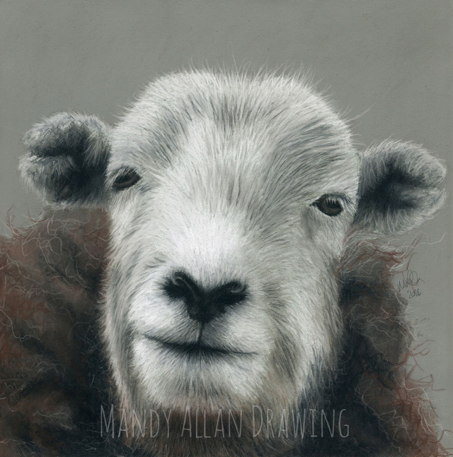 “Herdwick Ewe At The Riddin” Limited Edition Print 