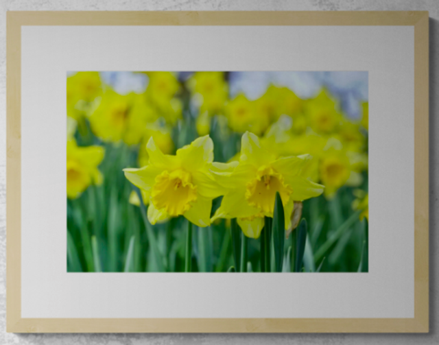 Golden Sea of Daffodils - Print