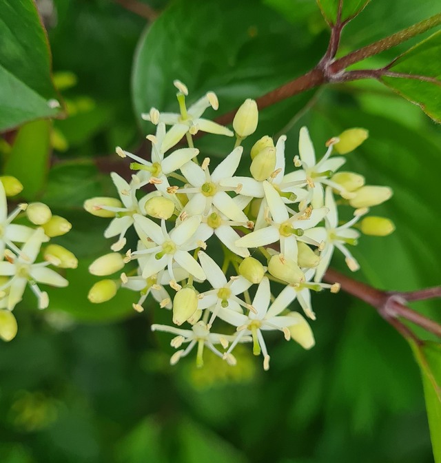 Cornus sanguinea - common dogwood - 1ltr pot