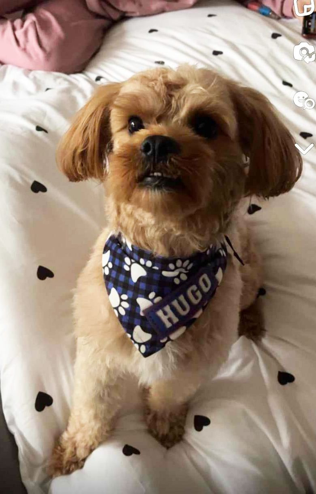 Personalised Dog Bandana  - choice of designs
