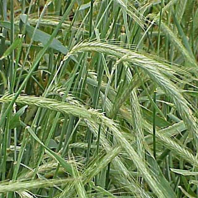 Seigle multi-usages d'hiver - DUKATO
