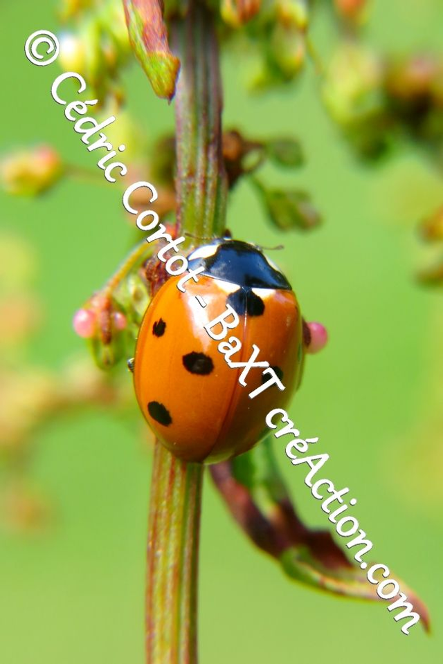 Impression sur alu dibond - Le petit monde du Vivant (ref 6082)