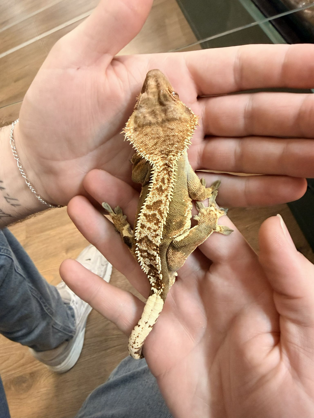CB25 Crested Gecko Male