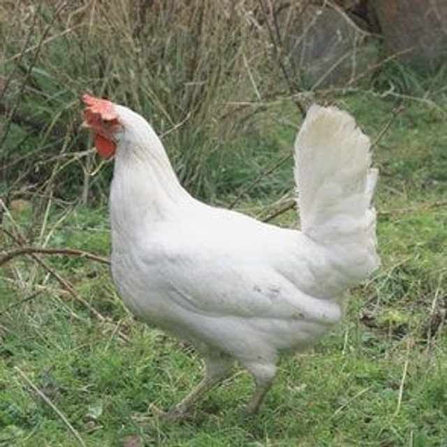 White Star - WHITE egg layer - PRE ORDER FOR END APRIL