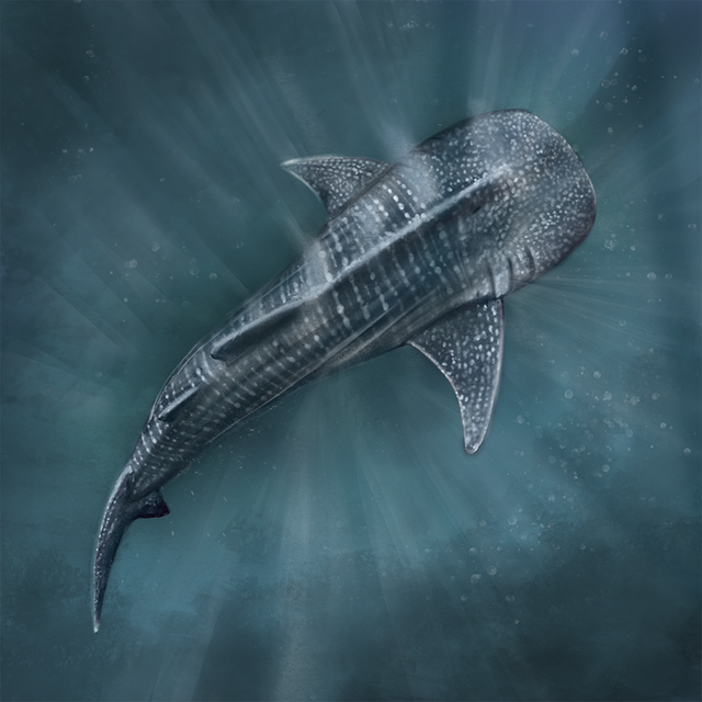 Requin Baleine couleur