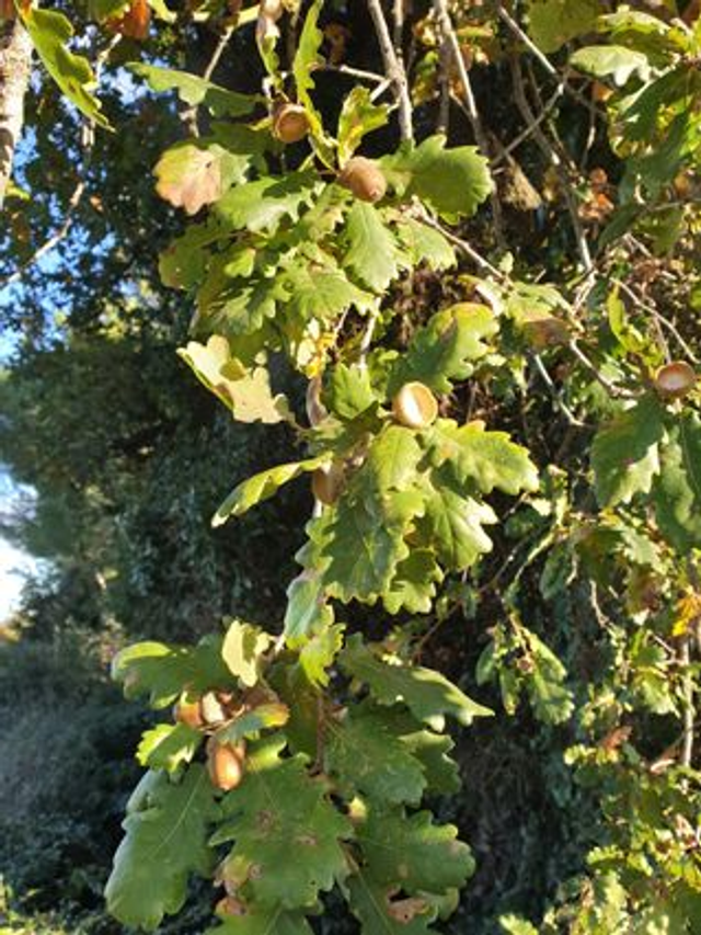 Chêne Blanc (Quercus pubescens) - Végétal local