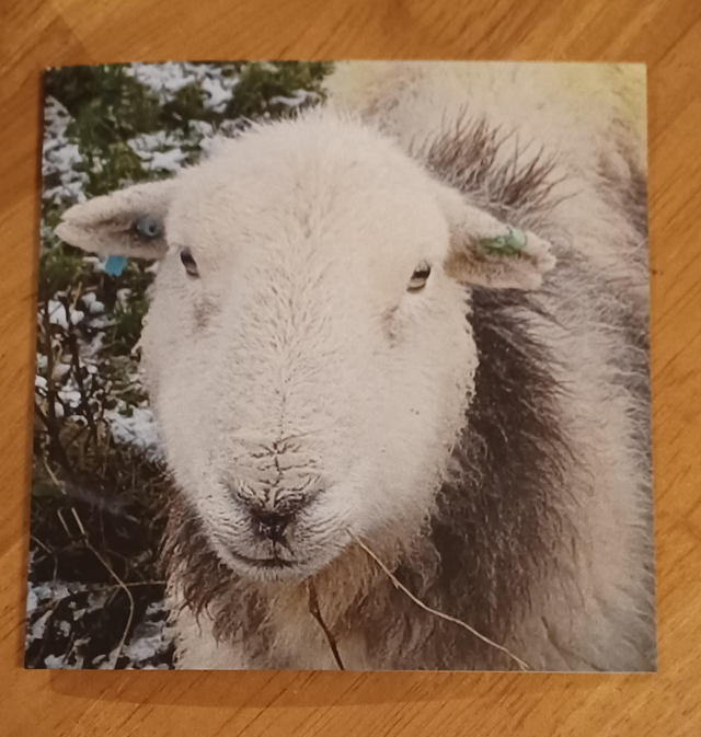 Herdwick ewe greetings card