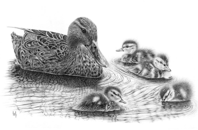 'Mallards.' Original framed graphite pencil drawing.