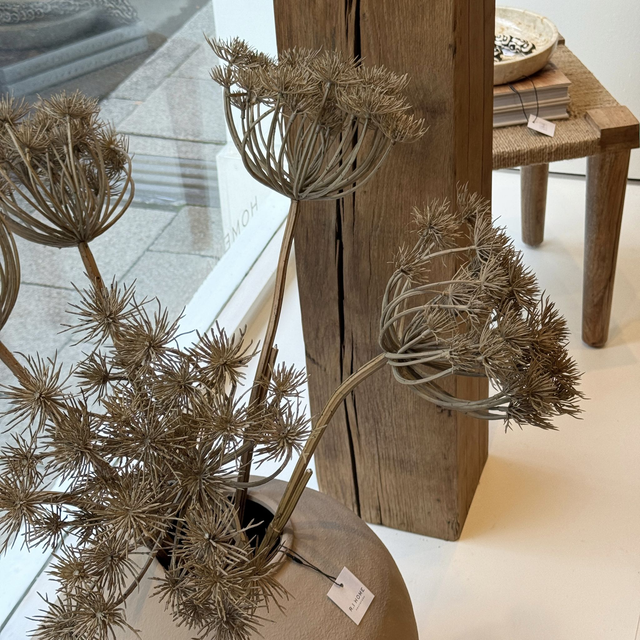 Brown Queen Anne's Lace Stem