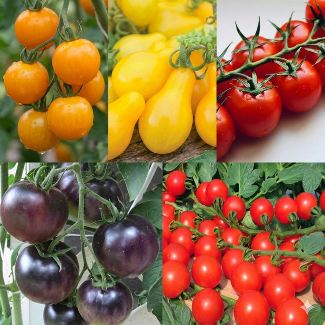 Koktélparadicsom-palánta