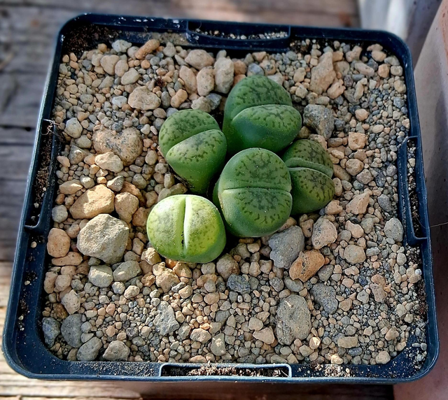D113 . Lithops bromfieldii var. Insularis sulphurea