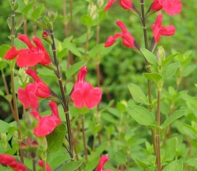 Salvia microphylla - 1ltr pot