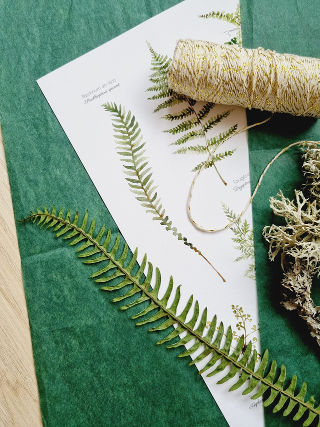 Affiche "Fougères élégantes"