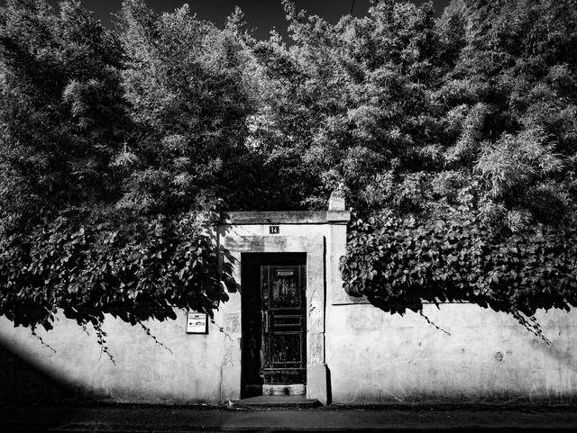 D6 - Arbres à Montpellier 