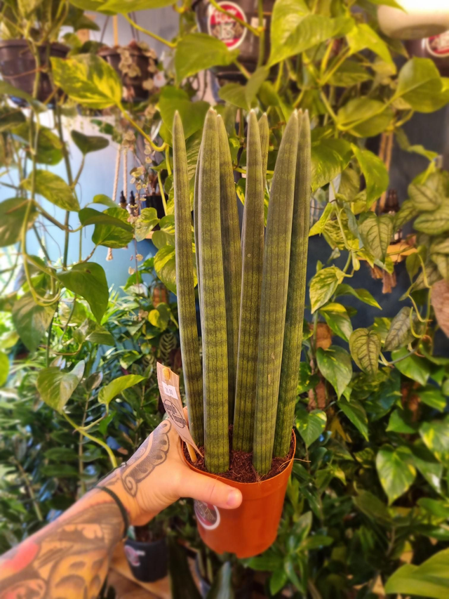 Sansevieria 
