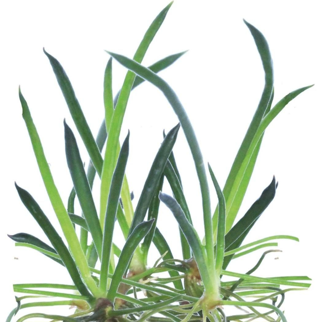 Easygrow littorella uniflora 8715897322570