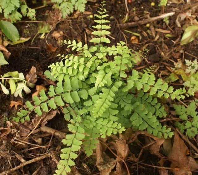 Adiantum aleuticum &#039;Imbricatum&#039; P9
