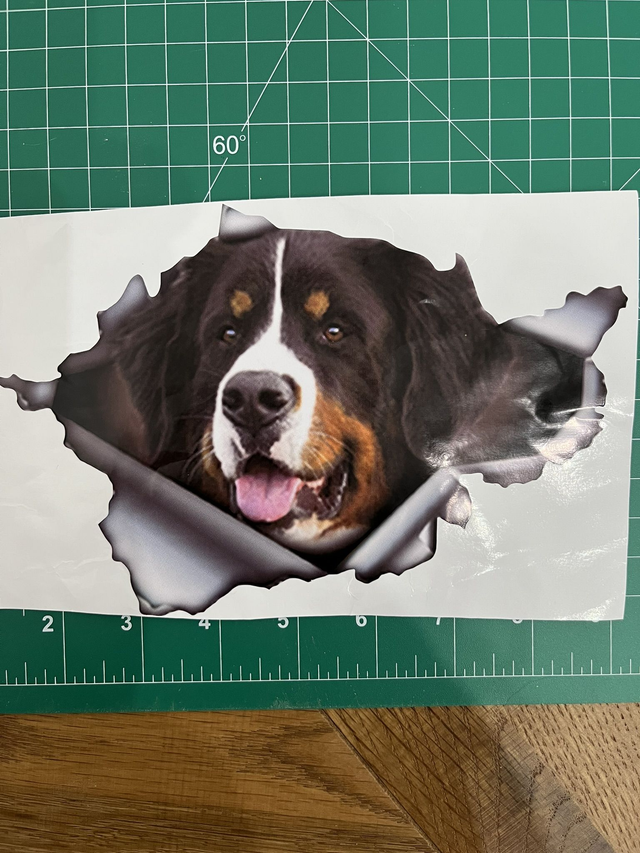 Bernese "Crash" Sticker