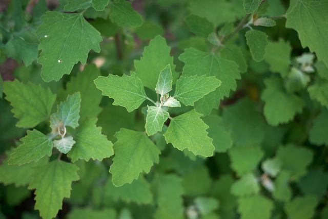 Chénopode blanc (Chenopodium album )