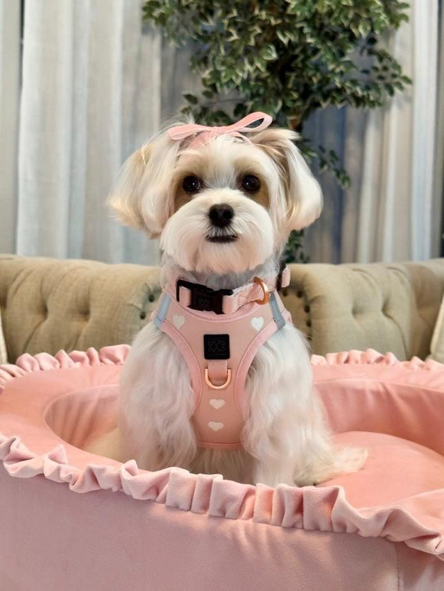 Premium Pflege für Kleine Hund