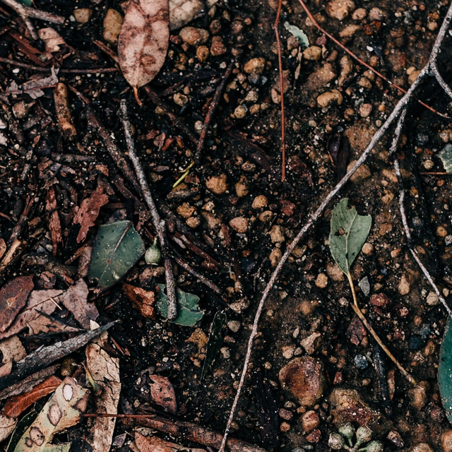 LABORATORY OF CONSCIOUSNESS - EARTH