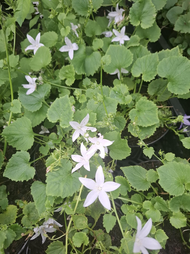 campanula poscharskyana &#039;E.H. Frost&#039; 1 litre