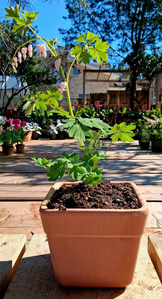 L07 . Dicentra spectabilis 'Cupid' in vaso "Quadro Arena"