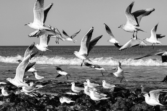 'Seagulls' by William Lumby (A4 print - with mount that fits an A3 frame)