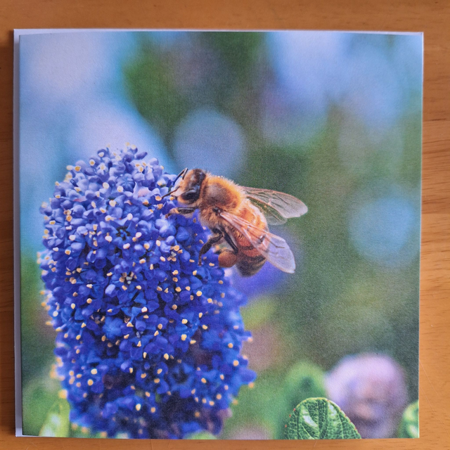 Flower and nature greeting card (with envelope) - Santa Barbara ceanothus and bee.