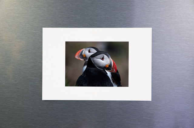 Photo &quot;Duo de macareux&quot; avec passe-partout