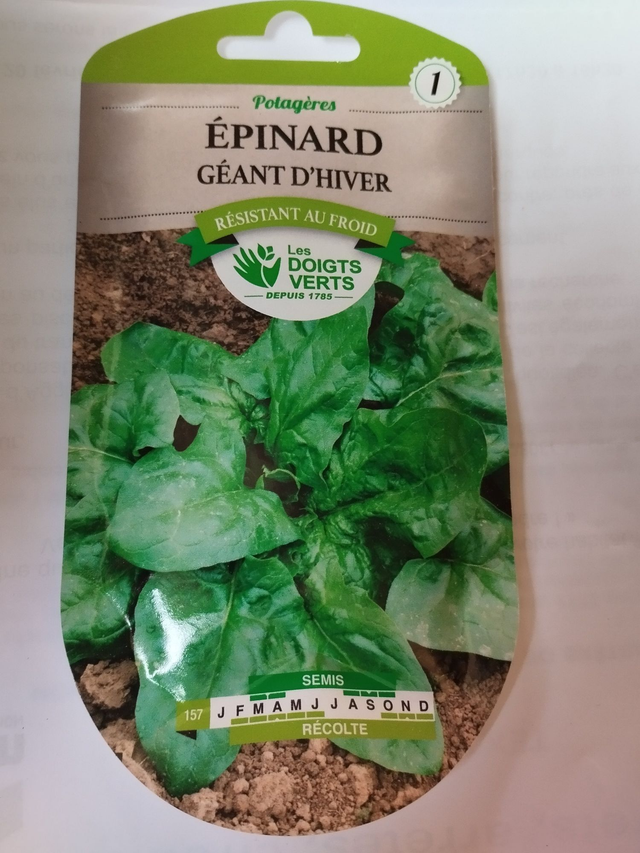 Epinard Géant d&#039;hiver