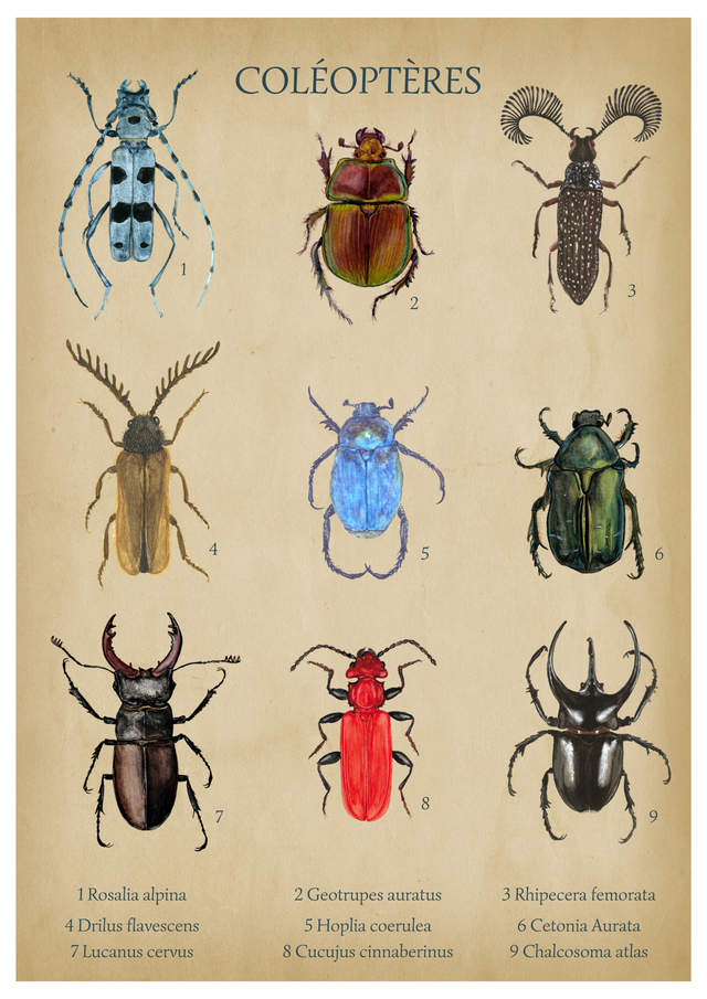 Affiche COLÉOPTÈRES