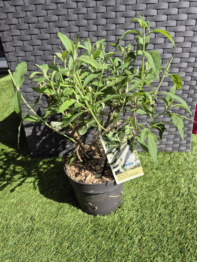 Buddleja Davidii white profusion pot 19cm 