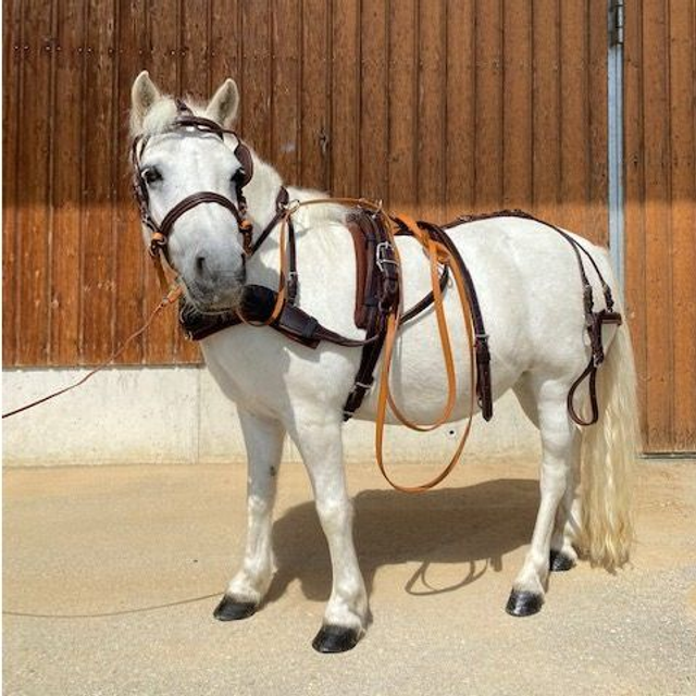Fahrgeschirr für Ponys auf Maß